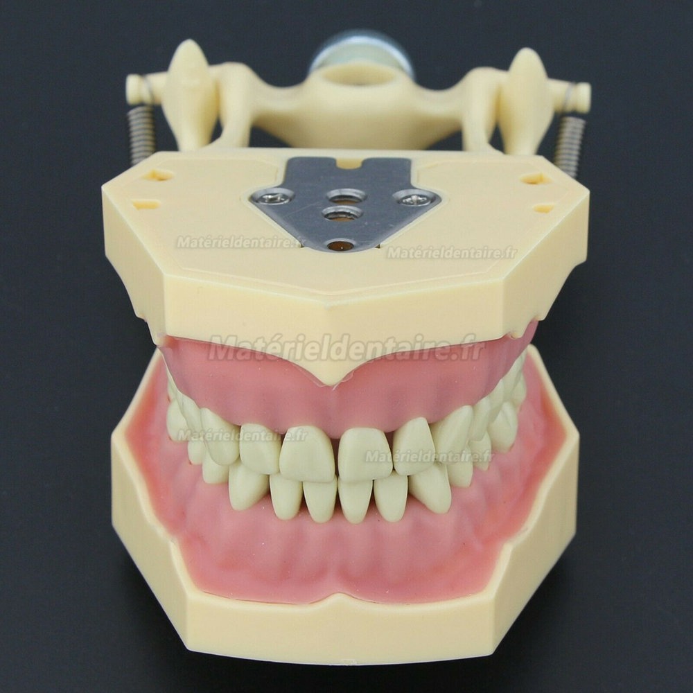 Dental Restorative Typodont Model M8014-2 Compatible Frasaco AG3 Type